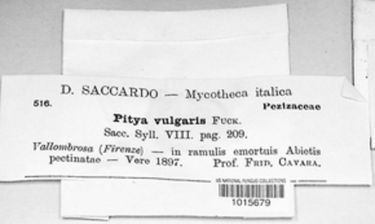 Pithya vulgaris image